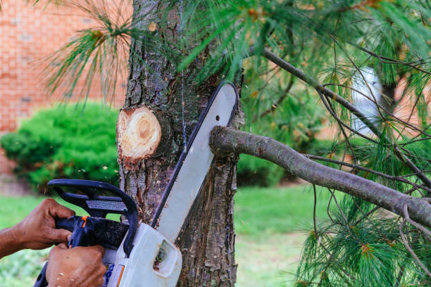 Trusted Scottsboro, AL Tree Removal Experts